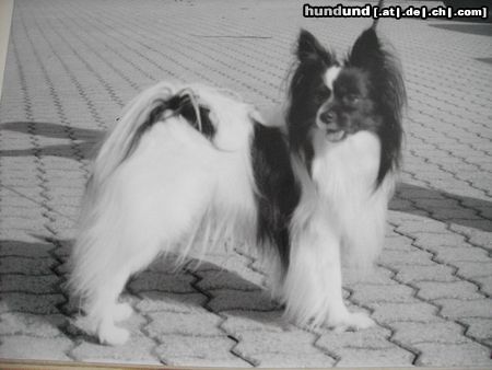 Papillon Hunde Foto 20697 in höherer Auflösung ansehen Papillon XENELLO....Stammvater unserer Welpen