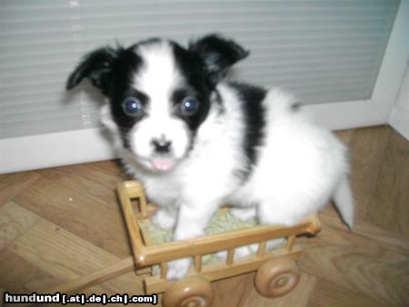 Papillon Hunde Foto 20695 Papillon Hoch auf dem gelben Wagen.............