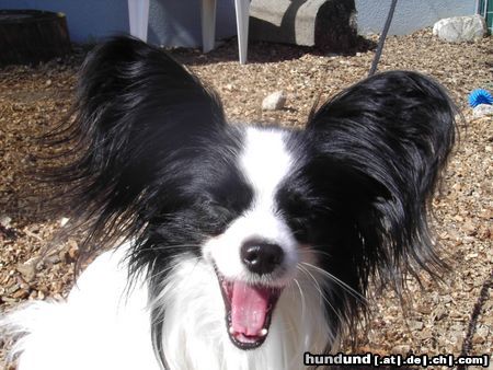 Papillon Hunde Foto 20705 in höherer Auflösung ansehen Papillon XANADU...........Frühlingsmüdigkeit