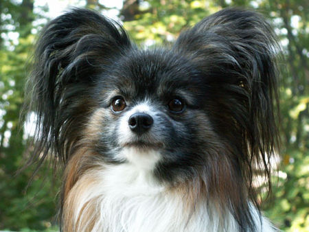 Papillon Pelle im Porträt