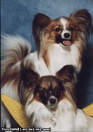 Papillon Gizmo und Peggy die zwei schönsten Hundchen der Welt