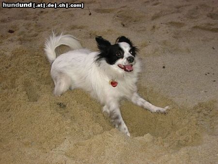Papillon Hunde Foto 3819 Papillon Ich bin eine kleine Wühlmaus...