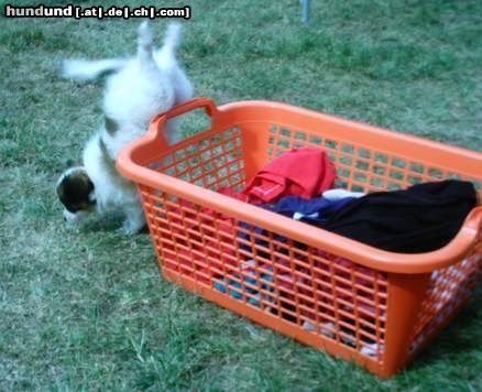 Papillon Hunde Foto 5140 Papillon Handstand in Perfektion