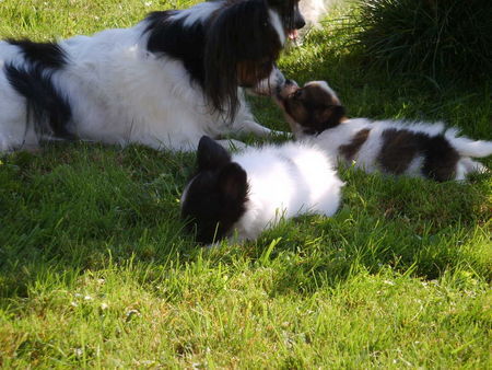 Papillon mit Tante am schmüsele