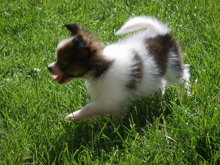 Papillon Lucy-Ann 11 Wochen