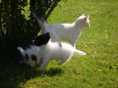 Papillon Lillemor als schwebender Hund