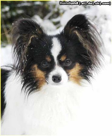 Papillon Hunde Foto 17170 Papillon Sweet Little Butterfly
