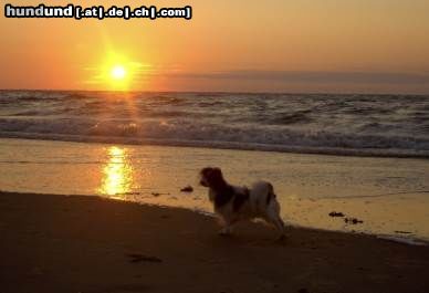 Papillon Hunde Foto 3750 Papillon Sonnenuntergang