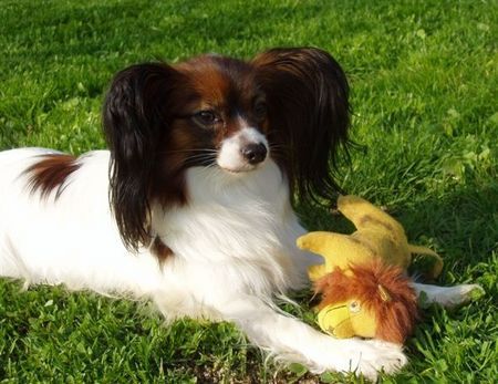 Papillon Hunde Foto 29892 in höherer Auflösung ansehen Papillon Suma