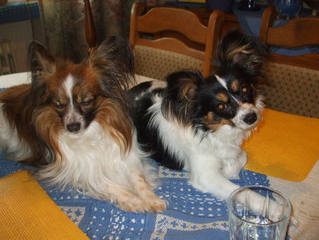Papillon Hunde Foto 41802 Papillon Susi u. Paulchen