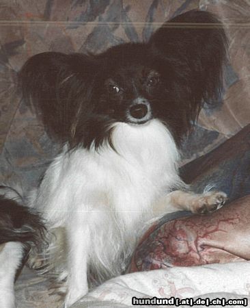 Papillon Hunde Foto 5081 Papillon Wanda auf ihren Lieblingsplatz