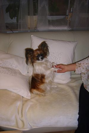 Papillon Alyha von Persebeck mit 2 Jahre.