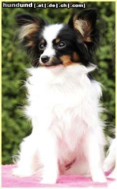 Papillon Hunde Foto 15143 in höherer Auflösung ansehen Papillon Sweet Little Butterfly