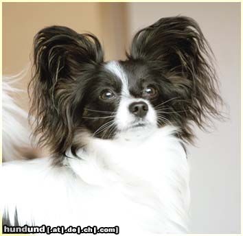 Papillon Hunde Foto 15144 in höherer Auflösung ansehen Papillon Sweet Little Butterfly