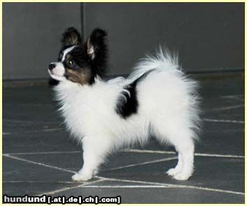 Papillon Hunde Foto 15292 in höherer Auflösung ansehen Papillon Sweet Little Butterfly