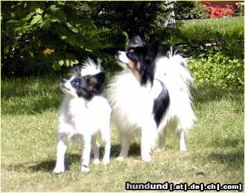 Papillon Hunde Foto 15158 in höherer Auflösung ansehen Papillon Sweet Little Butterfly's