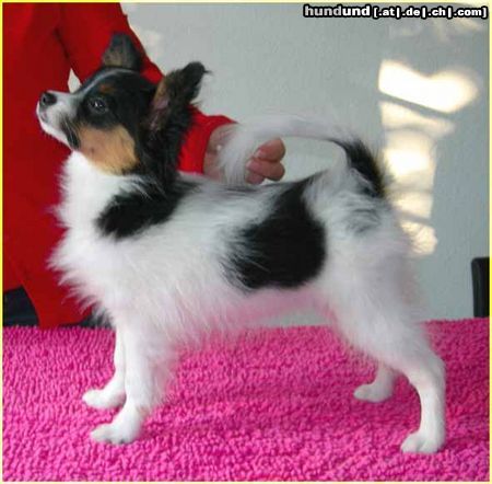 Papillon Hunde Foto 25500 Papillon SWEET LITTLE BUTTERFLY