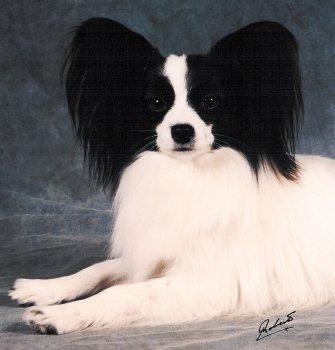 Papillon Hunde Foto 766 Papillon Bronco