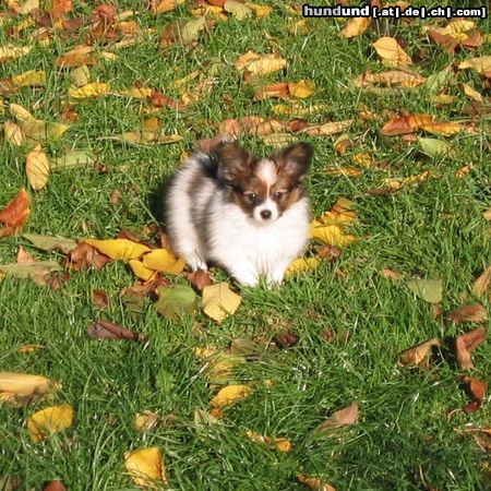 Papillon Hunde Foto 9033 Papillon Kleiner Freund Fidelius