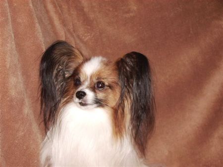 Papillon Hunde Foto 29913 in höherer Auflösung ansehen Papillon Heiko von Xenellos gladness