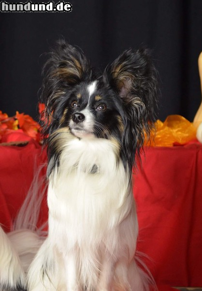 Papillon Hunde Foto 47735 Papillon Mein Papillon Rino 2 Jahre