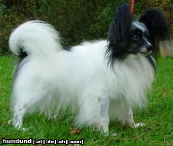 Papillon Hunde Foto 19615 in höherer Auflösung ansehen Papillon Peter-Pan von Annaberg