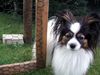 Papillon Hund