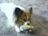 Papillon Hund