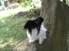 Papillon Hund