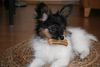 Papillon Hund