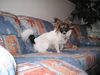 Papillon Foto: Peggy vom Hexenwäldchen (ID 15501) Papillon Hund