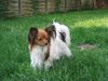 Papillon Foto: Kleiner Freund Zita (ID 9026) Papillon Hund