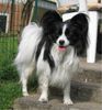 Papillon Foto: Kleiner Freund Under-Cover Boy (ID 9025) Papillon Hund