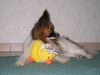 Papillon Foto: Gizmo vom Hexenwalde (ID 15228) Papillon Hund