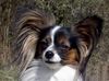 Papillon Foto: vom Salamandertal (ID 20099) Papillon Hund