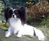 Papillon Hund