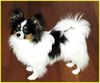 Papillon Foto: Sweet Little Butterfly (ID 17418) Papillon Hund