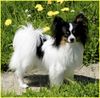 Papillon Foto: SWEET LITTLE BUTTERFLY (ID 21146) Papillon Hund