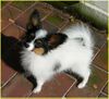 Papillon Foto: SWEET LITTLE BUTTERFLY (ID 25501) Papillon Hund