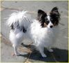 Papillon Foto: SWEET LITTLE BUTTERFLY (ID 25502) Papillon Hund