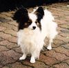 Papillon Foto: Ch Beauty Fly Bacara Shalimar (ID 25549) Papillon Hund