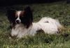Papillon Foto: Umberto von Martinsdank (ID 5243) Papillon Hund