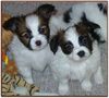 Papillon Foto: Beauty Fly Puppie's *Harry* and *Fly* (ID 25550) Papillon Hund