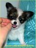 Papillon Hund