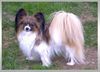 Papillon Foto: Bella (ID 3751) Papillon Hund