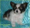 Papillon Hund