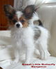 Papillon Hund