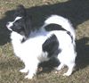 Papillon Hund
