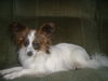 Papillon Hund