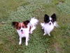 Papillon Hund